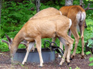 photo thumbnail #1