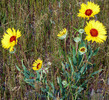 photo thumbnail #6