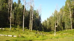 recent photo