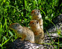 photo thumbnail #1