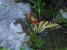 photo thumbnail #13