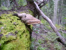 photo thumbnail #13