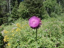 photo thumbnail #2