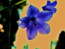 photo thumbnail #10