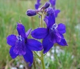 photo thumbnail #11