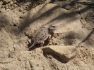 photo thumbnail #13
