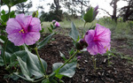 photo thumbnail #15
