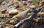 photo thumbnail #5