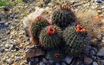 photo thumbnail #9