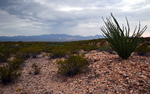 photo thumbnail #1