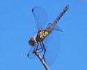 photo thumbnail #11