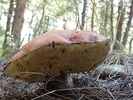 photo thumbnail #7