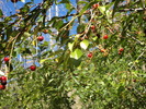 photo thumbnail #4