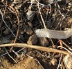 photo thumbnail #10
