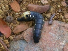 photo thumbnail #12