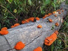 photo thumbnail #3