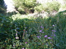 photo thumbnail #2