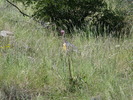 photo thumbnail #8