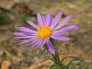 photo thumbnail #14