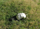 photo thumbnail #6