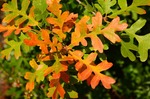 photo thumbnail #10