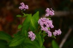 photo thumbnail #15