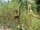 photo thumbnail #13