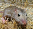 photo thumbnail #12