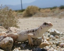 photo thumbnail #14