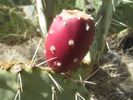 photo thumbnail #6