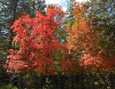 photo thumbnail #14