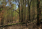 photo thumbnail #14