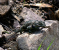photo thumbnail #10