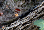 photo thumbnail #11