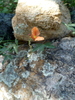photo thumbnail #2