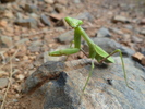 photo thumbnail #15