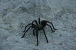 photo thumbnail #9
