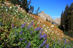 photo thumbnail #5