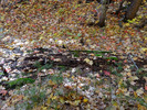 photo thumbnail #13