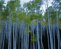 photo thumbnail #5