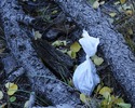 photo thumbnail #6