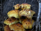 photo thumbnail #5