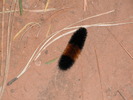 Featured Detail Photo