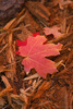 photo thumbnail #11