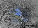 photo thumbnail #8