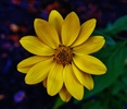 photo thumbnail #7