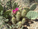 2007-04-13 :3: Martinez Canyon via Box Canyon :: outdoor_lover