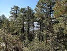 photo thumbnail #8