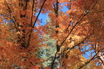 photo thumbnail #11