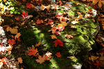 photo thumbnail #13